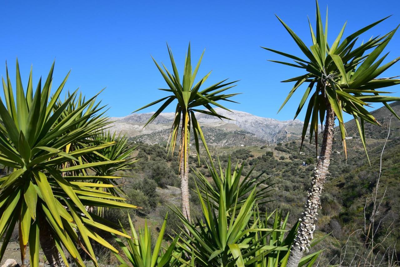 Canillas de Aceituno B&B And Apartments Cortijo La Zapatera מראה חיצוני תמונה